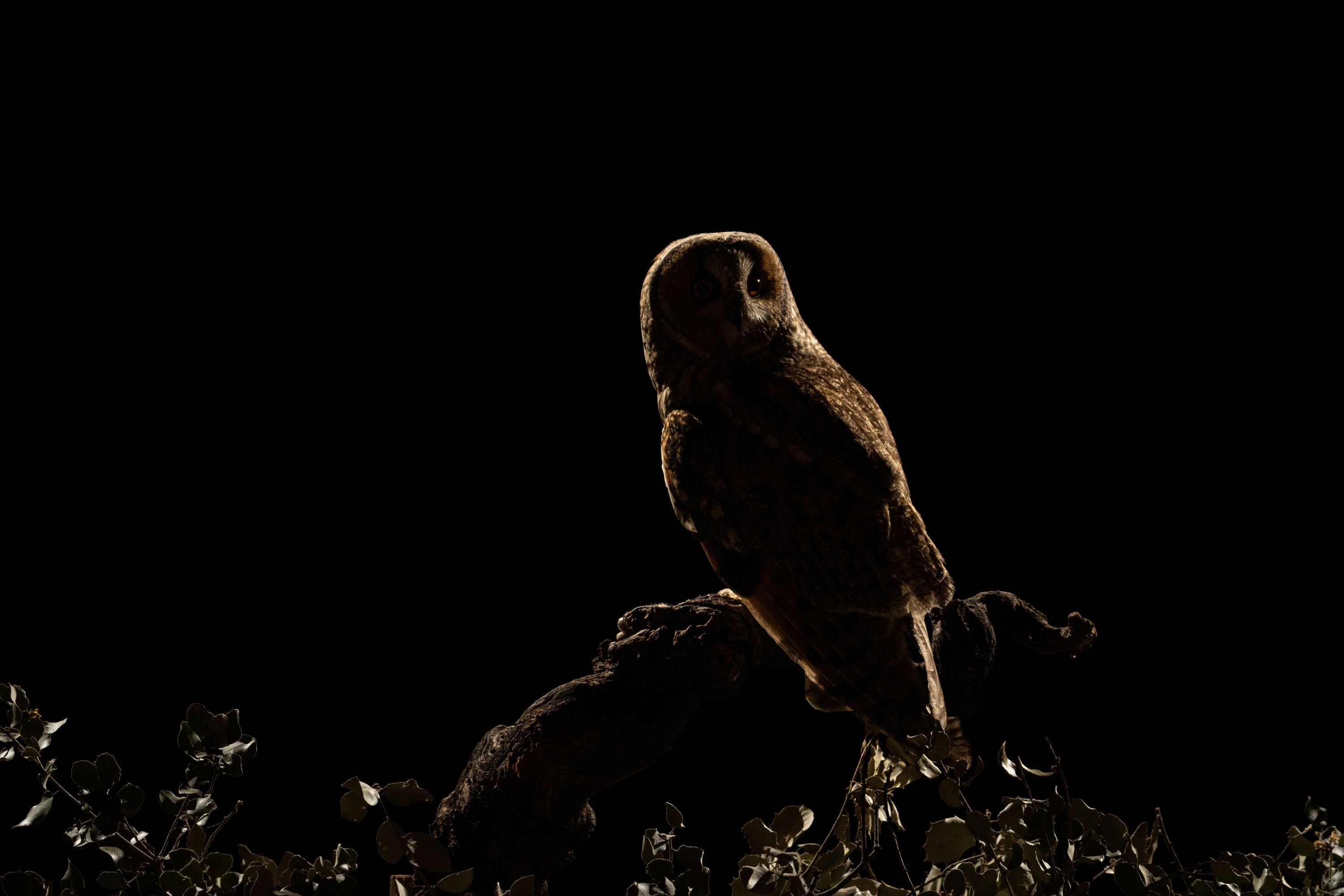 4 Hide de Namen abril 2026-15042026-9P3A6968